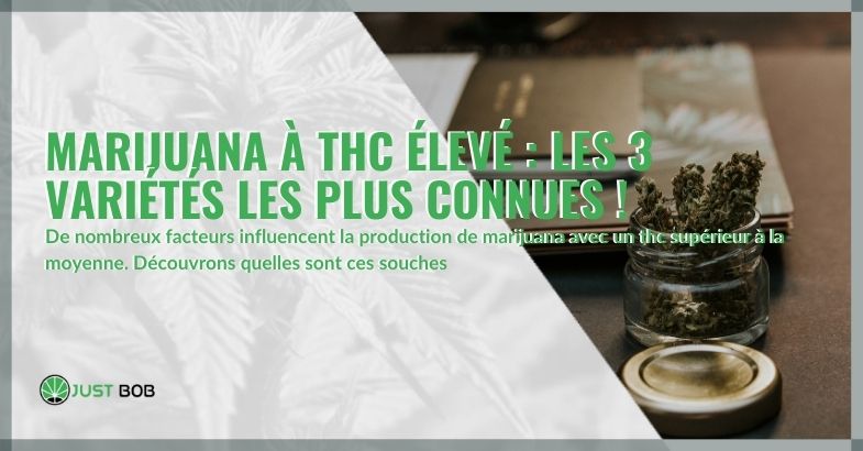 Marijuana à THC élevé : les 3 variétés