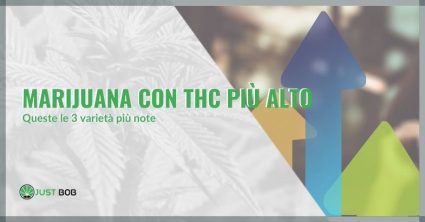 marijuana-thc-piu-alto-queste-3-varieta-piu-note marijuana e 3 varieta con molto thc