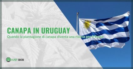 Cannabis CBD in Uruguay