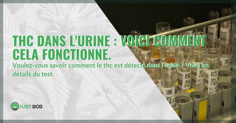 THC dans l’urine : voici comment cela fonctionne.