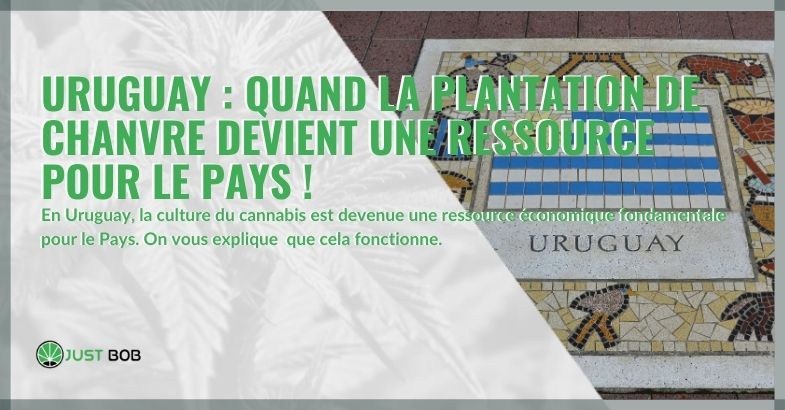 Cannabis dans Uruguay