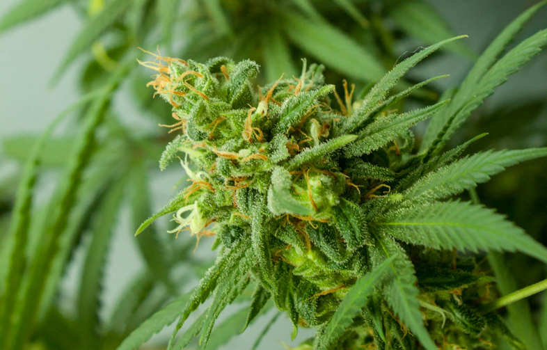 Warum wird Cannabis als Droge angesehen