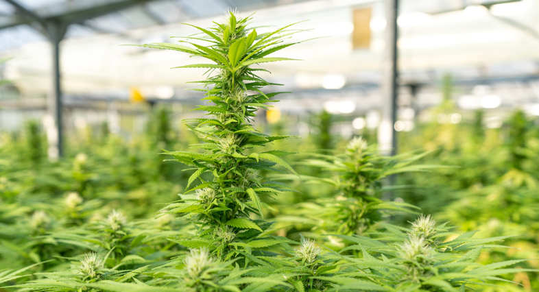 Identifying a legal male cannabis plant
