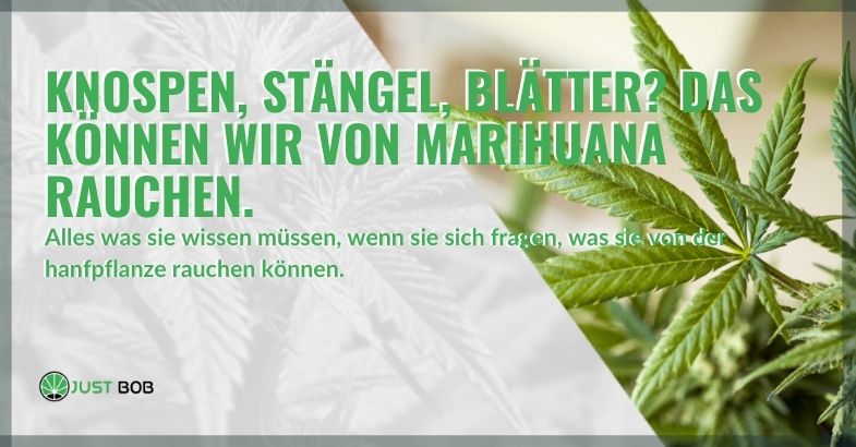 Knospen, Stängel, Blätter? CBD cannabis