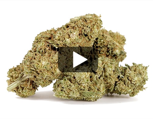 California-Haze-cannabis-bluete