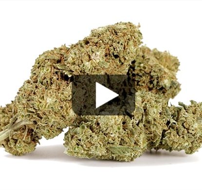 California-haze-cannabis-light California-haze-cannabis-light