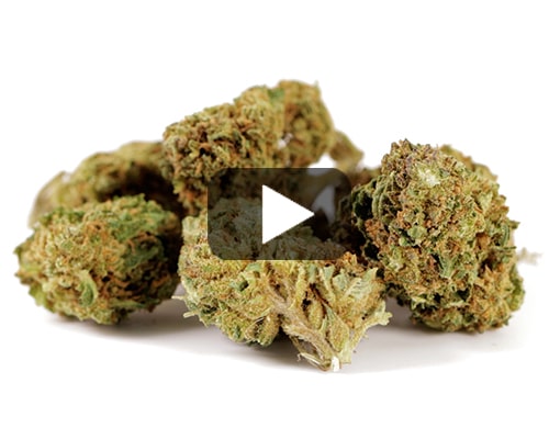 Melon-kush-cannabis-light