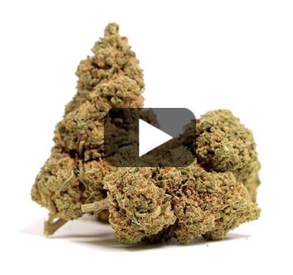 Orange Bud-CBD FLOWERS Orange Bud-CBD FLOWERS
