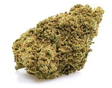 Orange Bud-cbd-weed