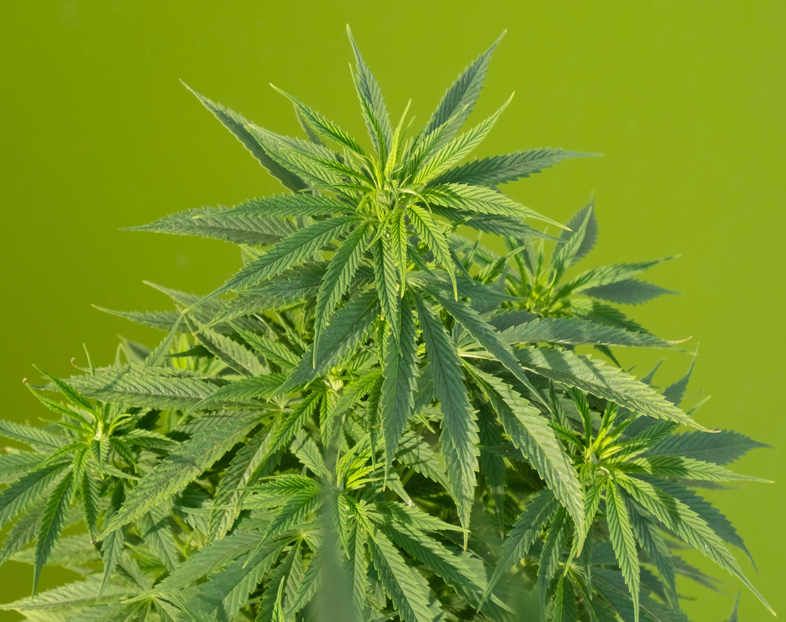 Alcuni benefici dati dal cbd dell’erba senza thc