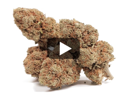 Sweet Berry-cbd-blueten-kaufen