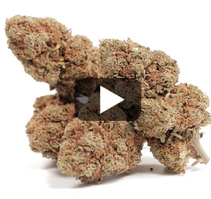 Sweet Berry-cbd-suisse Sweet Berry-cbd-suisse