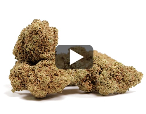 White Widow CBD WEED