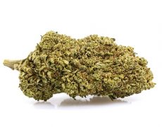 cbd buds of white widow