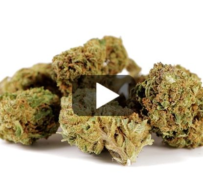 fleur-de-cbd-Melon-Kush