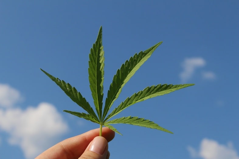 Vous pouvez fumer les feuilles de cannabis