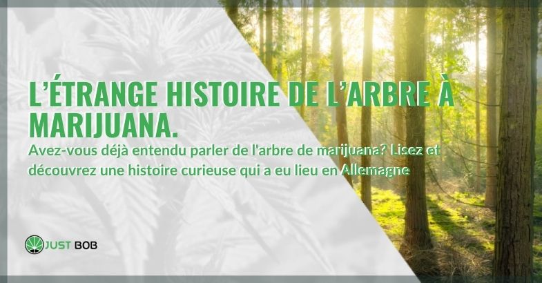 L’étrange histoire de l’arbre à marijuana.