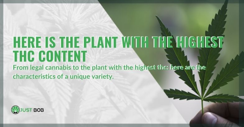 Here is the plant with the highest THC content