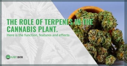role-terpenes-plant-cannabis