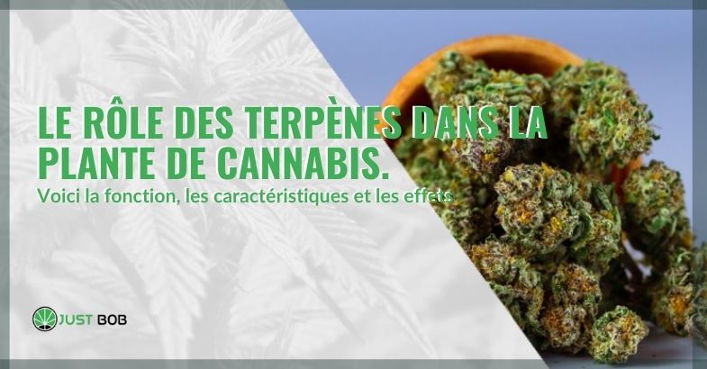 rôle-terpènes-plante-cannabis