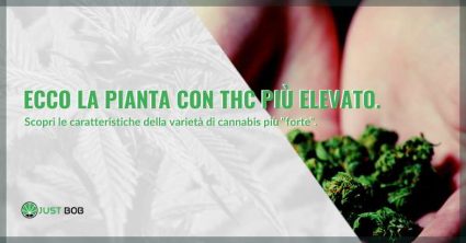 Ecco la pianta con THC più elevato