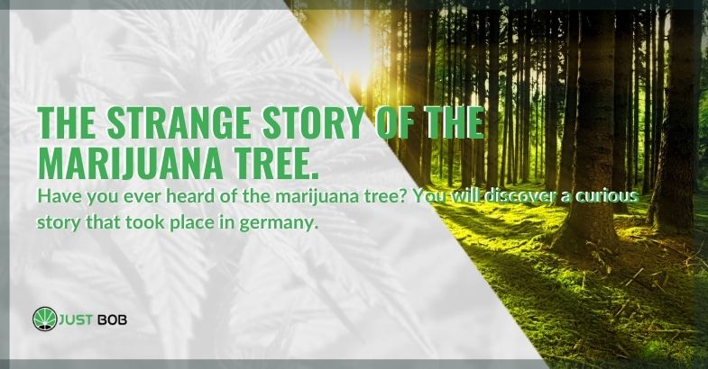The strange story of the marijuana tree.