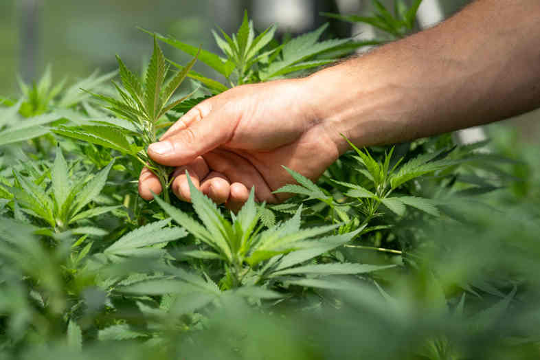 Wie Sie Marihuana von hoher Qualität erkennen können