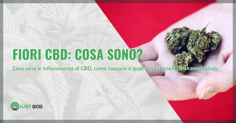 Fiori CBD: tutto ciò che devi sapere