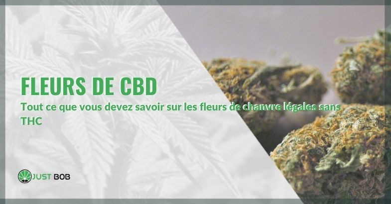 Fleurs de CBD: tout ce que vous devez savoir