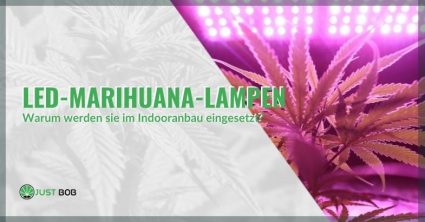 LED-Marihuana-Lampen