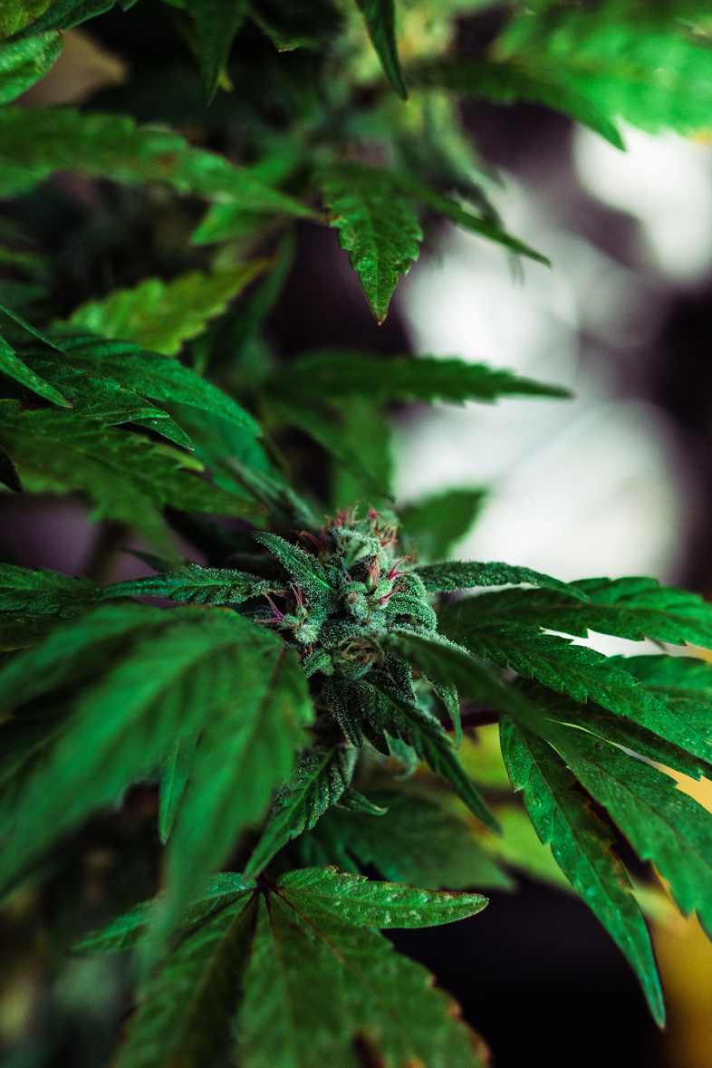 La meilleure herbe CBD de 2020 ?