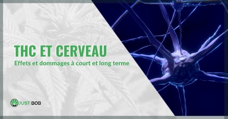 THC & Cerveau