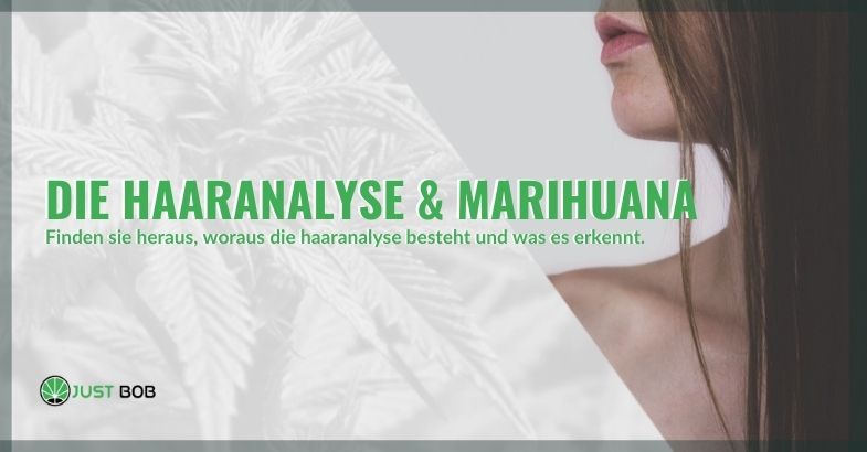 Die Haaranalyse & Marihuana: So funktioniert es