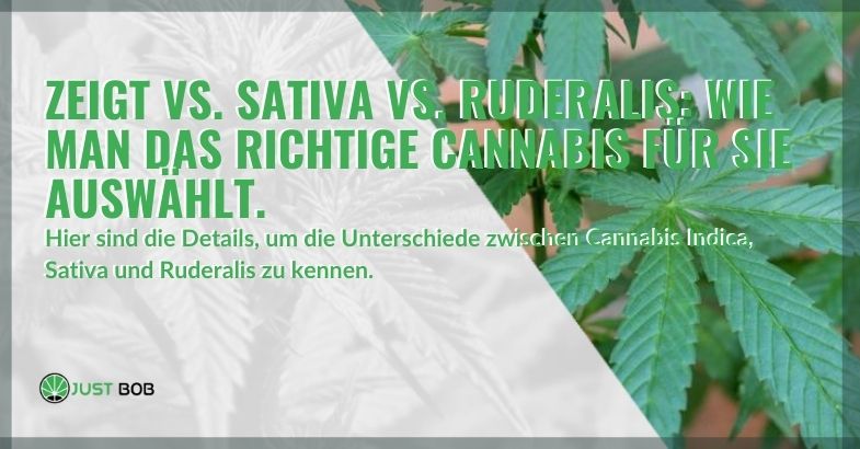 Indica vs. Sativa vs. Ruderalis