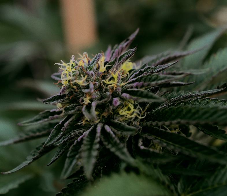 Master Kush: l’une des meilleures variétés de CBD