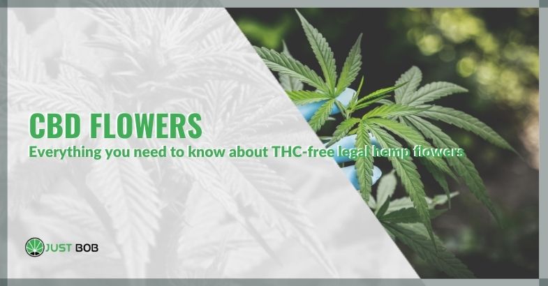 CBD flowers: everything you need to know