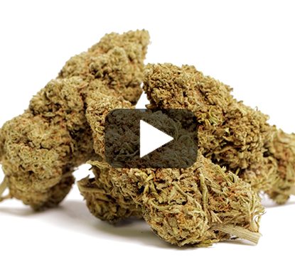cbd-france-royal GG#4-cbd-boost cbd-france-royal GG#4-cbd-boost