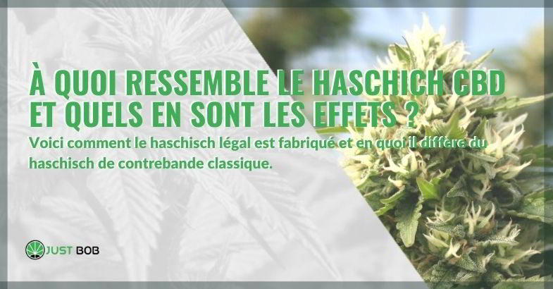 Comment le hachich CBD est fait