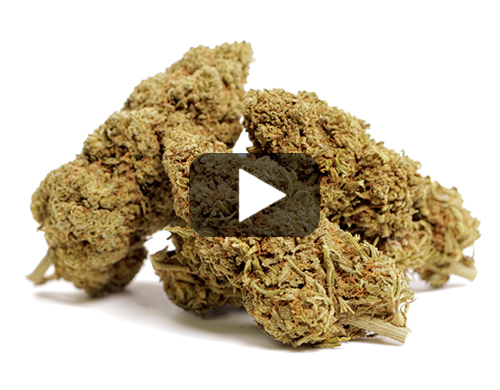erba-legale-royal GG#4-cbd-boost