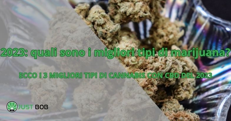 2023: quali sono i migliori tipi di erba?