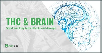 Long term effects and damage of THC on the brain