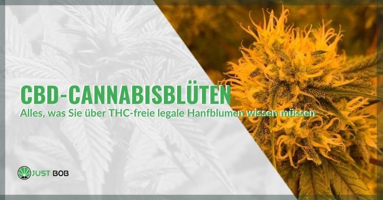 CBD-Blüten: Alles, was Sie über THC-freie legale Hanf-Blüten wissen müssen