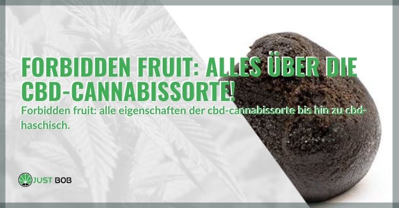 Forbidden Fruit: alles über die CBD-Cannabissorte!