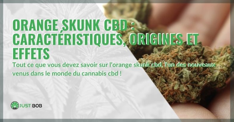 Orange Skunk CBD: caractéristiques, origines et effets