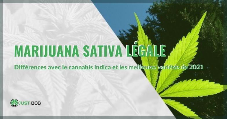 CBD-Cannabis Sativa