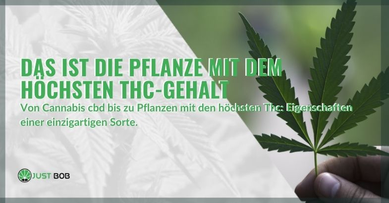 Das ist die Pflanze mit dem höchsten THC-Gehalt