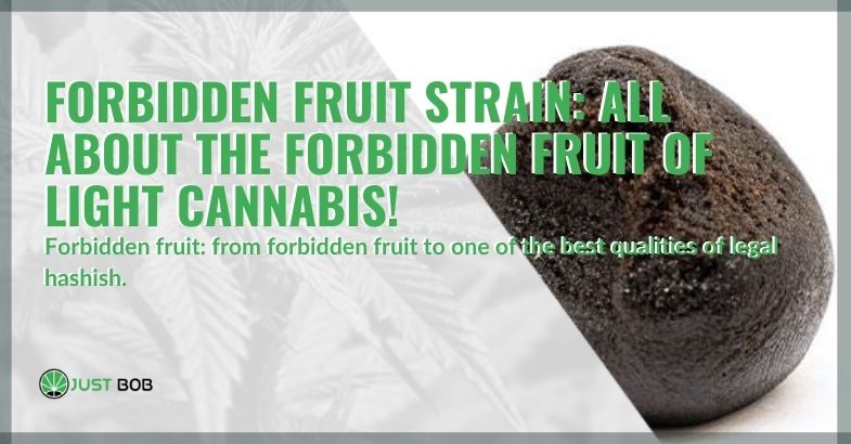 Forbidden Fruit strain: all about the forbidden fruit of CBD weed!