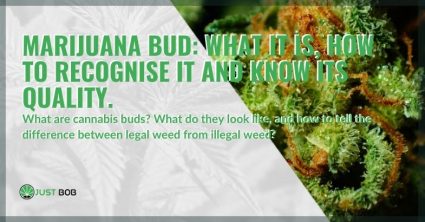 Marijuana bud: what is it?