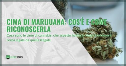 Cima di marijuana: cos’è