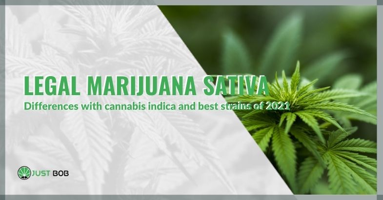 Legal marijuana Sativa: differences with cannabis indica